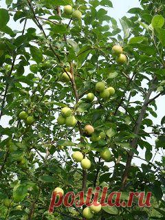Дача ВИКТОРиЯ: Когда поливать яблоню, смородину и другие культуры