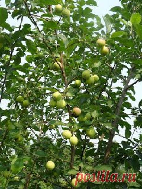 Дача ВИКТОРиЯ: Когда поливать яблоню, смородину и другие культуры