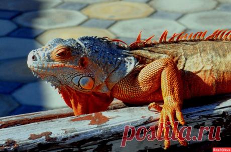 Фото: Ну и морда!. Николай Попов. Фото животных - Фото и фотограф на Расфокусе.