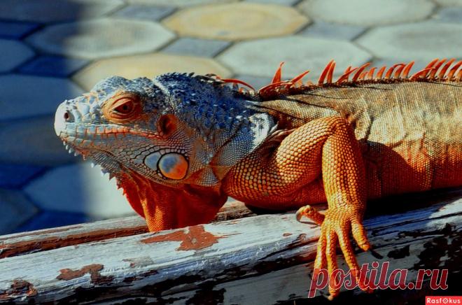 Фото: Ну и морда!. Николай Попов. Фото животных - Фото и фотограф на Расфокусе.