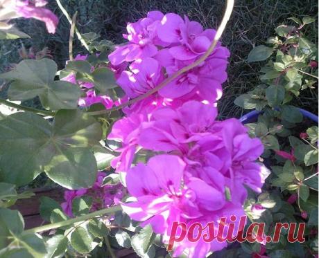 Пеларгония любит молоко? Уход за пеларгонией.