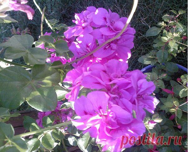 Пеларгония любит молоко? Уход за пеларгонией.