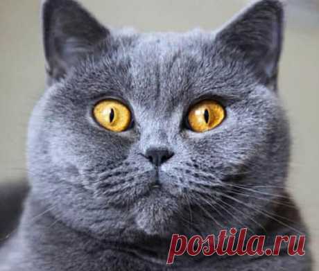 британская короткошерстная кошка