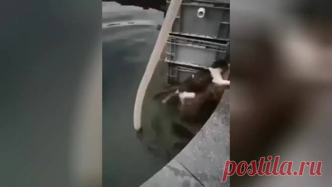 «Друг в беде не бросит»: собака вытащила кота из бассейна. Ридус