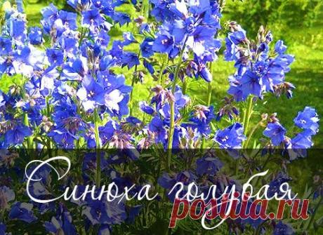 Синюха голубая — прекрасное декоративное растение | Дачный дизайн от Наталии