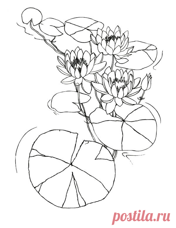 Desenho de Flores e folhas da vitória-regia para colorir - Tudodesenhos