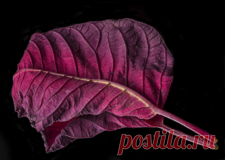 Patterns And Textures In A Poinsettia Leaf