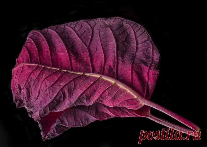 Patterns And Textures In A Poinsettia Leaf