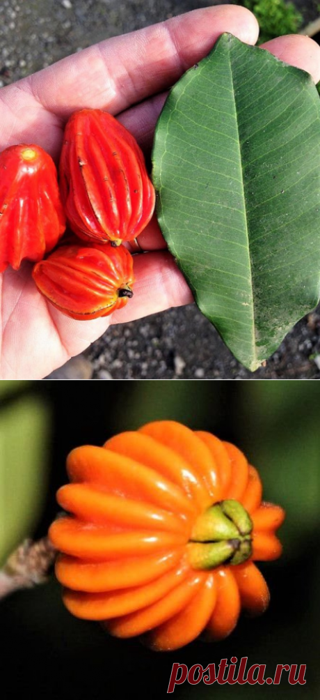 Araçá Mulato - Jardim Exótico - O maior portal de mudas do Brasil.