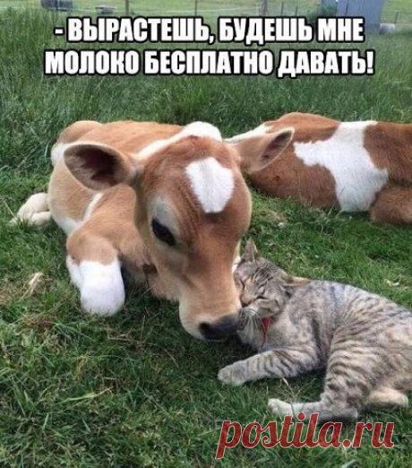 Home garden|Сад, огород, дача | ВКонтакте