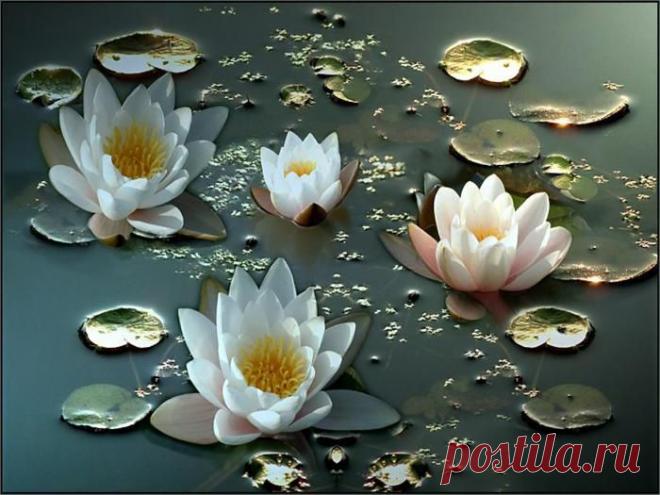 картинки цветов красивые - 464 тыс. картинок. Поиск@Mail.Ru