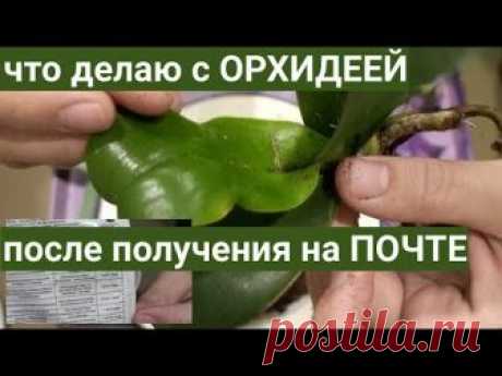 ОРХИДЕИ после ПОЧТЫ - СТРЕСС, ЭПИН, пересадка
