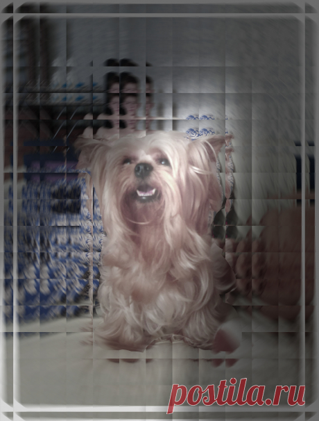 Как может жить собака в семье, где сильная аллергия...