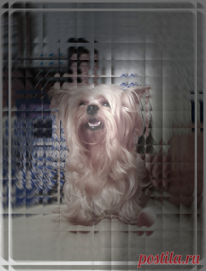 Как может жить собака в семье, где сильная аллергия...