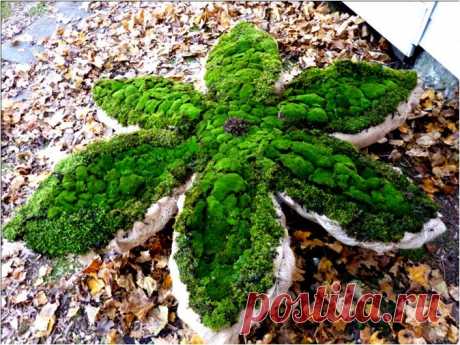Как вырастить мох на участке. Florets.ru
