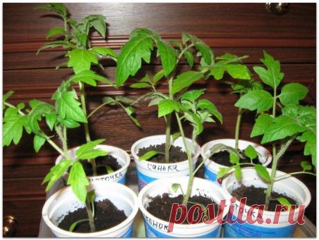 Основные проблемы с рассадой томатов и способы их решения