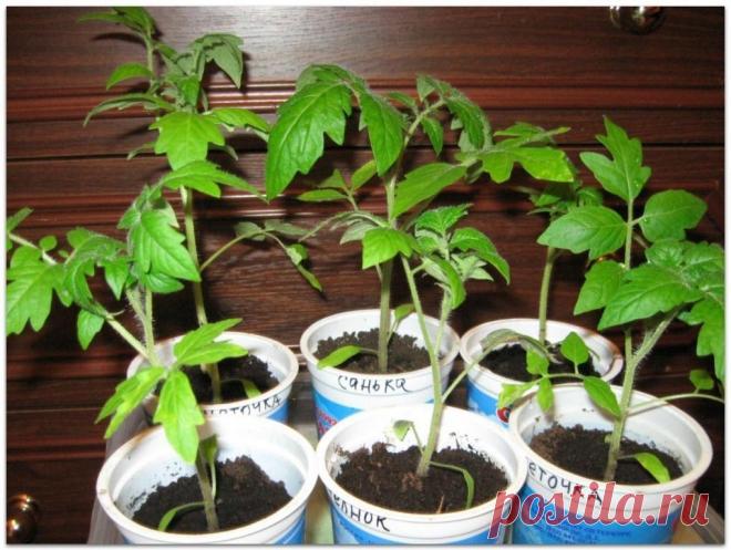 Основные проблемы с рассадой томатов и способы их решения