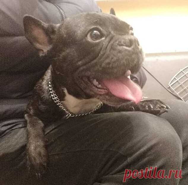 Бульдожку Вивьен передавали из рук в руки, но в итоге она все еще одна|Wikipet.ru