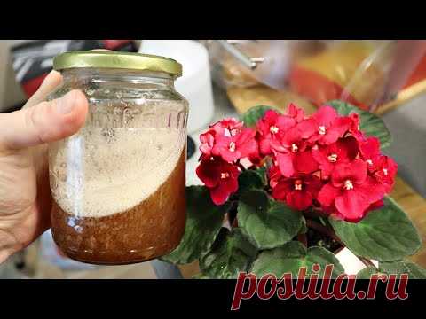 Бабушка превращала комнату в цветущий сад этой бражкой каждую весну! Секретная подкормка домашних