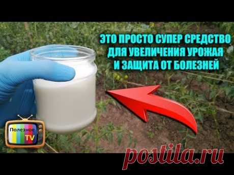 СУПЕР ПОДКОРМКА ПОМИДОР ДЛЯ УВЕЛИЧЕНИЯ УРОЖАЯ И ЗАЩИТА ОТ БОЛЕЗНЕЙ