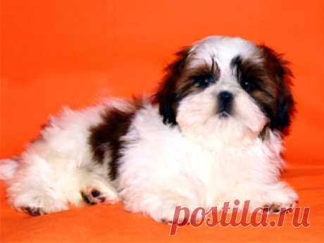 Помет О - HASHANAH HOT N SPICY + CHESVET LINE ZIPPY FUNNY GIRL