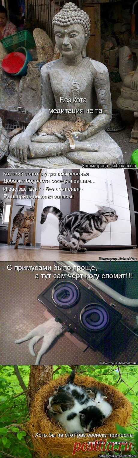 (+1) комм - Котоматрица | ОБОРЖАКА ;)