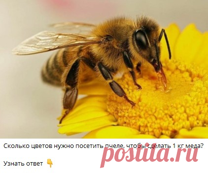 Сколько цветов нужно посетить пчеле, чтобы сделать 1 кг меда?
🔘  100 000
🔘  700 000
🔘  2 000 000
Узнать ответ 👇