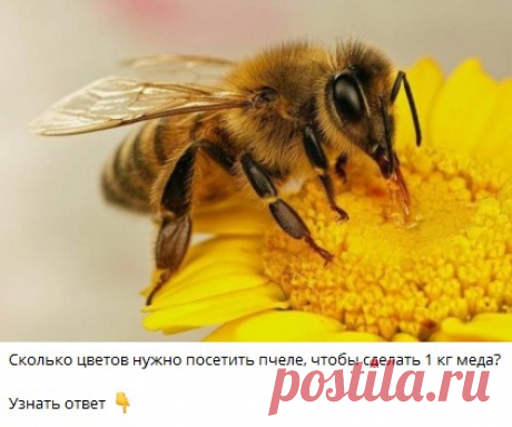 Сколько цветов нужно посетить пчеле, чтобы сделать 1 кг меда?
🔘  100 000
🔘  700 000
🔘  2 000 000
Узнать ответ 👇