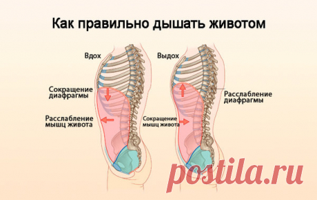 Упражнения дыхательной гимнастики помогут эффективнее худеть. | Делаем тело красивым | Яндекс Дзен