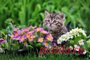 Прямой эфир - обои на рабочий стол, которые смотрят и ищут сегодня