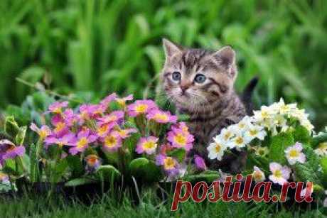 Прямой эфир - обои на рабочий стол, которые смотрят и ищут сегодня