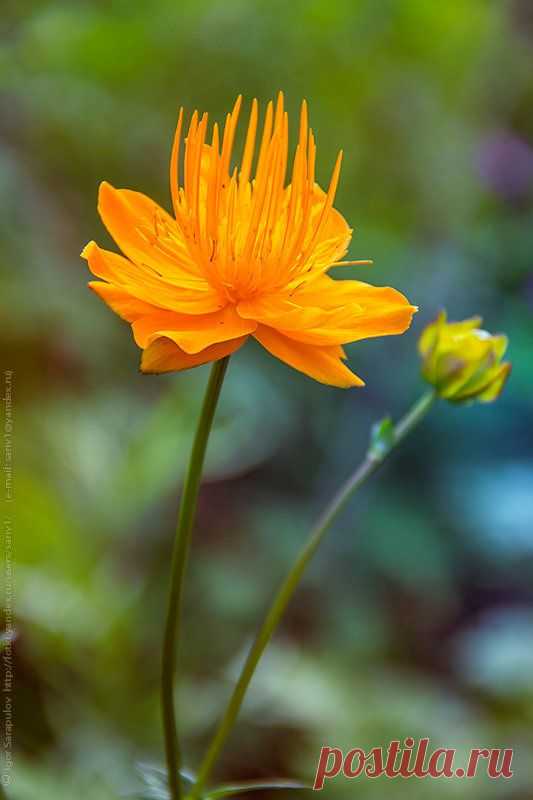 Купальница (Trollius) :: Игорь Сарапулов – Социальная сеть о фотографии ФотоКто