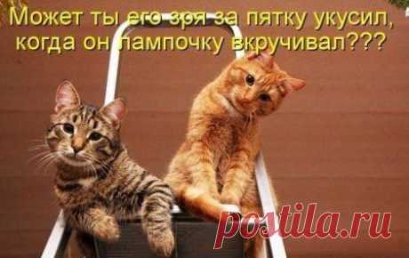 коты