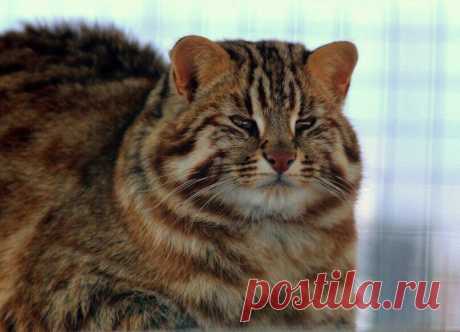 Амурский лесной кот.