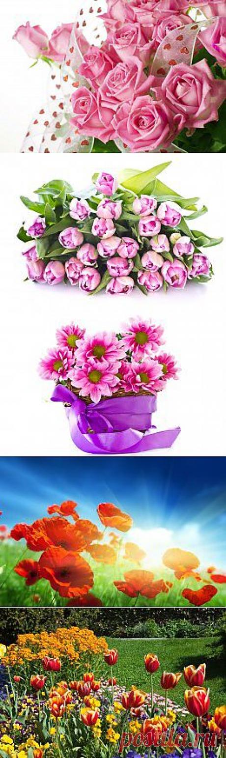 Галереи фото - Цветы