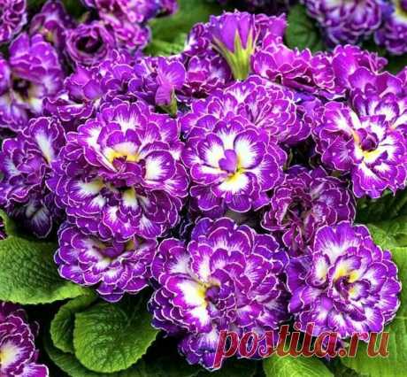 Примула Belarina Purple Dawn шикарный махровый  сорт. Невероятная окраска, махровое цветение!