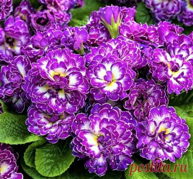 Примула Belarina Purple Dawn шикарный махровый  сорт. Невероятная окраска, махровое цветение!
