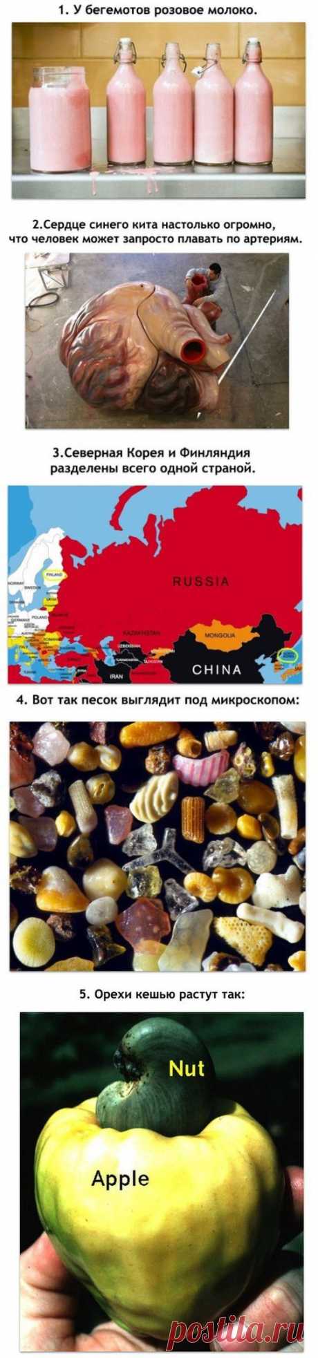 10 фактов, которые звучат как ложь, но являются правдой: / vk.com / Surfingbird.ru