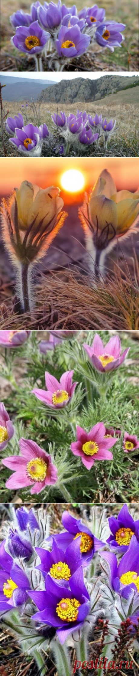 Сон-трава: магический первоцвет на даче