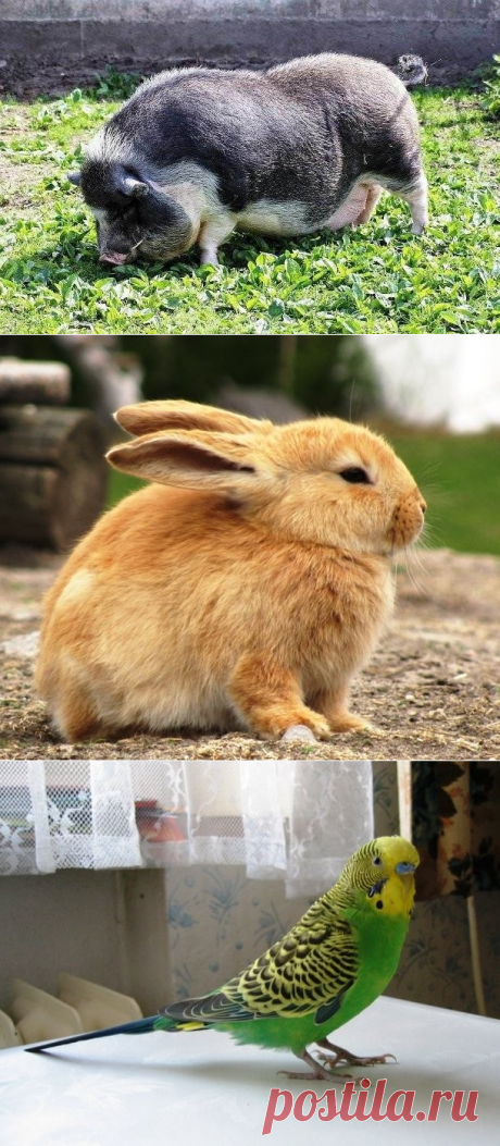 Реальные истории, когда животные спасали людей.