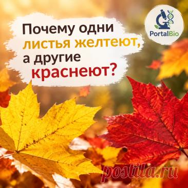 Пигменты осени: почему одни листья желтеют, а другие краснеют