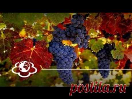 Виноград. Vitis