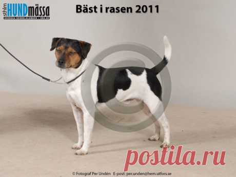 DANSK-SVENSK GÅRDSHUND Namn: DK UCH, FR CH, SE UCH, WW-11 KITENGA MYSTIFY MATRIX  Ägare: LINDELÖF MARIKA, BJÄRNUM Uppfödare: LINDELÖF MARIKA, LINDELÖF ROBERT, VÄSTRA TORUP