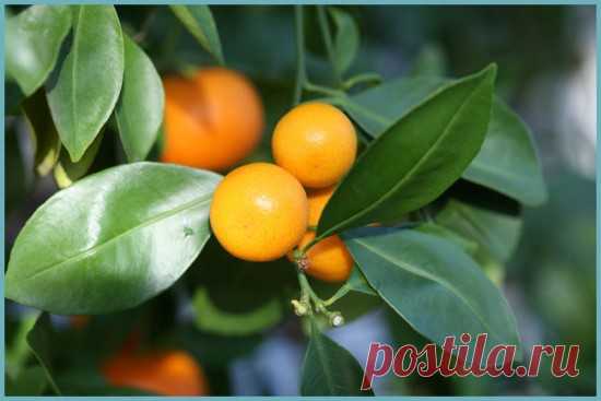 Выращивание и размножение цитрофортунеллы в домашних условиях