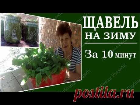 Щавель на зиму.  Как заготовить щавель на зиму в банки за 10 минут.