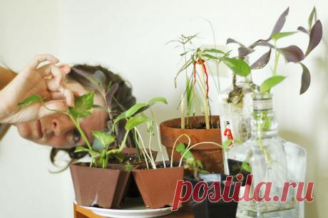 Подбор и особенности выращивания растений при недостатке света