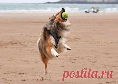 Sheltie All Star The game is down to the wire….And the stakes have never been so high…What with a resurgence of the beer fund due to the lock down…..And a treat fund that looks set to bust…The game was all set to be played in Vegas due to high level of public interest …. betting ….And glamour….But due to travel restrictions…..It had to be reschedule here in the UK …..And now after tense thrilling game…..It has all come down to this final hit…...All I have to do is hit the ...