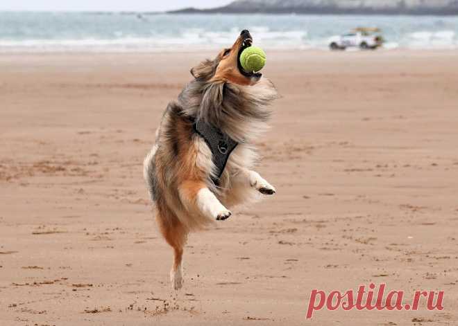 Sheltie All Star The game is down to the wire….And the stakes have never been so high…What with a resurgence of the beer fund due to the lock down…..And a treat fund that looks set to bust…The game was all set to be played in Vegas due to high level of public interest …. betting ….And glamour….But due to travel restrictions…..It had to be reschedule here in the UK …..And now after tense thrilling game…..It has all come down to this final hit…...All I have to do is hit the ...