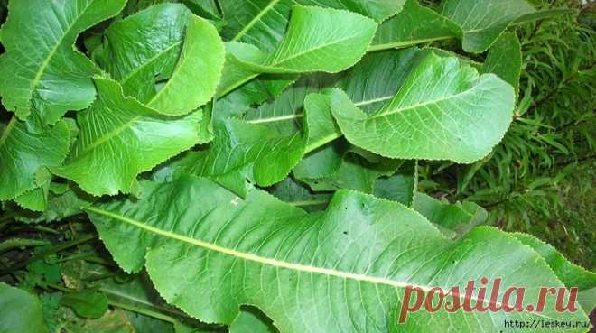 О пользе листьев хрена!