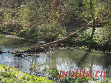 Германия... Цветение счастливой Весны во время